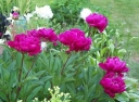 rośliny ozdobne -  Piwonia drzewiasta XIAO WEI ZI (fioletowa) Paeonia suffruticosa C4/20cm *6-O