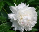 sklep ogrodniczy - Japońska Piwonia drzewiasta Biała Paeonia suffruticosa