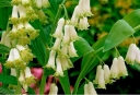 sklep ogrodniczy -  Kokoryczka wielokwiatowa Polygonatum multiflorum /C2 *K16
