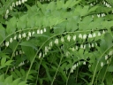 sklep ogrodniczy - Kokoryczka wielokwiatowa Polygonatum multiflorum /C2 *K16
