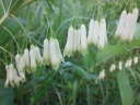 sadzonki - Kokoryczka wielokwiatowa Polygonatum multiflorum /C2 *K16