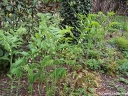 sklep ogrodniczy - Kokoryczka wielokwiatowa Polygonatum multiflorum /C2 *K16
