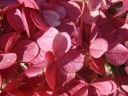 rośliny ozdobne - Hortensja bukietowa 'Renhy' VANILLE FRAISE Hydrangea paniculata /C3 *K18