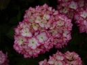 sadzonki - Hortensja ogrodowa Mirai (Hydrangea macrophylla Hovaria Mirai)