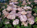 sklep ogrodniczy - Hortensja ogrodowa Mirai (Hydrangea macrophylla Hovaria Mirai)