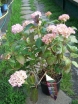 sklep ogrodniczy - Hortensja ogrodowa Mirai (Hydrangea macrophylla Hovaria Mirai)