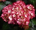 sklep ogrodniczy -  Hortensja ogrodowa Ripple (Hydrangea macrophylla Hovaria Ripple)