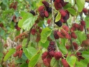 sklep ogrodniczy - Morwa czarna  Morus nigra P11-C2/20-40cm