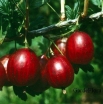 rośliny ozdobne -  Agrest bezkolcowy czerwony pienny