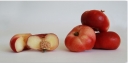 rośliny ozdobne -  Nektaryna FLATERYNA  Prunus persica