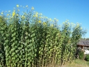 rośliny ogrodowe - Topinambur ALBIK w doniczce C2/C3 *25P