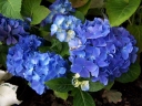 sadzonki - Hortensja ogrodowa Nikko Blue (Hydrangea macrophylla) C2