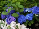 sklep ogrodniczy - Hortensja ogrodowa Nikko Blue (Hydrangea macrophylla) C2