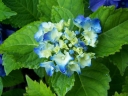 rośliny ozdobne - Hortensja ogrodowa Nikko Blue (Hydrangea macrophylla) C2