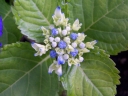 rośliny ozdobne - Hortensja ogrodowa Nikko Blue (Hydrangea macrophylla) C2