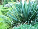 rośliny ozdobne -  Juka karolińska Yucca filamentosa /C2-C3 *K7