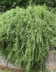 rośliny ogrodowe - Lycium Eleagnus Barbarum Jagoda Goji /C2,5 *K16