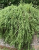 rośliny ozdobne - Lycium Eleagnus Barbarum Jagoda Goji /C2,5 *K16