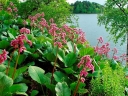 rośliny ogrodowe - Bergenia sercowata WINTERGLUT (Bergenia cordifolia) /C2