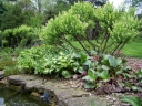 rośliny ozdobne - Bergenia sercowata WINTERGLUT (Bergenia cordifolia) /C2