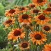 sadzonki - Jeżówka ORANGE PASSION Echinacea
