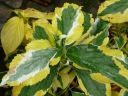 sadzonki -  Hortensja ogrodowa Pirates Gold (Hydrangea macrophylla Pirates Gold) P11