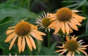rośliny ogrodowe -  Jeżówka HARVEST MOON Echinacea