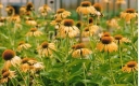rośliny ogrodowe - Jeżówka HARVEST MOON Echinacea