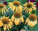 rośliny ogrodowe - Jeżówka HARVEST MOON Echinacea