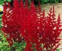 rośliny ozdobne -  Tawułka Arendsa FANAL  Astilbe x arendsii Fanal /C2
