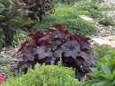 rośliny ozdobne -  Żurawka drobnokwiatowa Palace Purple  Heuchera micrantha /C2 *K7