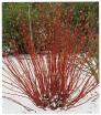 sadzonki - Dereń biały 'Elegantissima'  Cornus alba 'Elegantissima' C2/10cm *K22