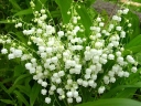 sadzonki -  Konwalia majowa  Convallaria majalis /C2 *6-O