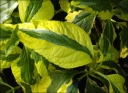 sadzonki - Hortensja ogrodowa Pirates Gold (Hydrangea macrophylla Pirates Gold) P11