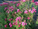 sklep ogrodniczy - Aster nowoangielski Barr's Pink (wysoki) /P11 *16