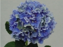 sklep ogrodniczy -  Hortensja ogrodowa Spike (Hydrangea macrophylla Spike)
