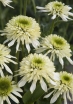 rośliny ogrodowe - Jeżówka MOZZARELLA Echinacea