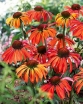 sklep ogrodniczy -  Jeżówka SUMMER SUN Echinacea