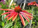sklep ogrodniczy - Jeżówka SUMMER SUN Echinacea