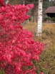 sadzonki - Trzmielina korkowa  Euonymus Phellomenus 100cm