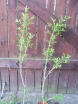rośliny ogrodowe - Trzmielina korkowa  Euonymus Phellomenus 100cm