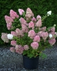 sklep ogrodniczy - Hortensja bukietowa Sundae Fraise  Rensun (Hydrangea paniculata) /C5 *19K