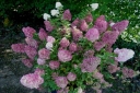 sklep ogrodniczy - Hortensja bukietowa Sundae Fraise  Rensun (Hydrangea paniculata) /C5 *19K
