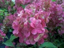 rośliny ozdobne - Hortensja bukietowa Sundae Fraise  Rensun (Hydrangea paniculata) /C5 *19K