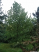 rośliny ozdobne - Tulipanowiec amerykański 1 m (Liriodendron tulipifera)