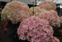 rośliny ozdobne -  Hortensja ogrodowa AVANTGARDE®  Hydrangea macrophylla