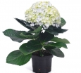 sklep ogrodniczy - Hortensja ogrodowa AVANTGARDE®  Hydrangea macrophylla