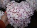 sklep ogrodniczy - Hortensja ogrodowa AVANTGARDE®  Hydrangea macrophylla