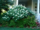 rośliny ozdobne -  Hortensja dębolistna SIKES DWARF (Hydrangea quercifolia)