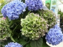 sadzonki - Hortensja ogrodowa Spike (Hydrangea macrophylla Spike)